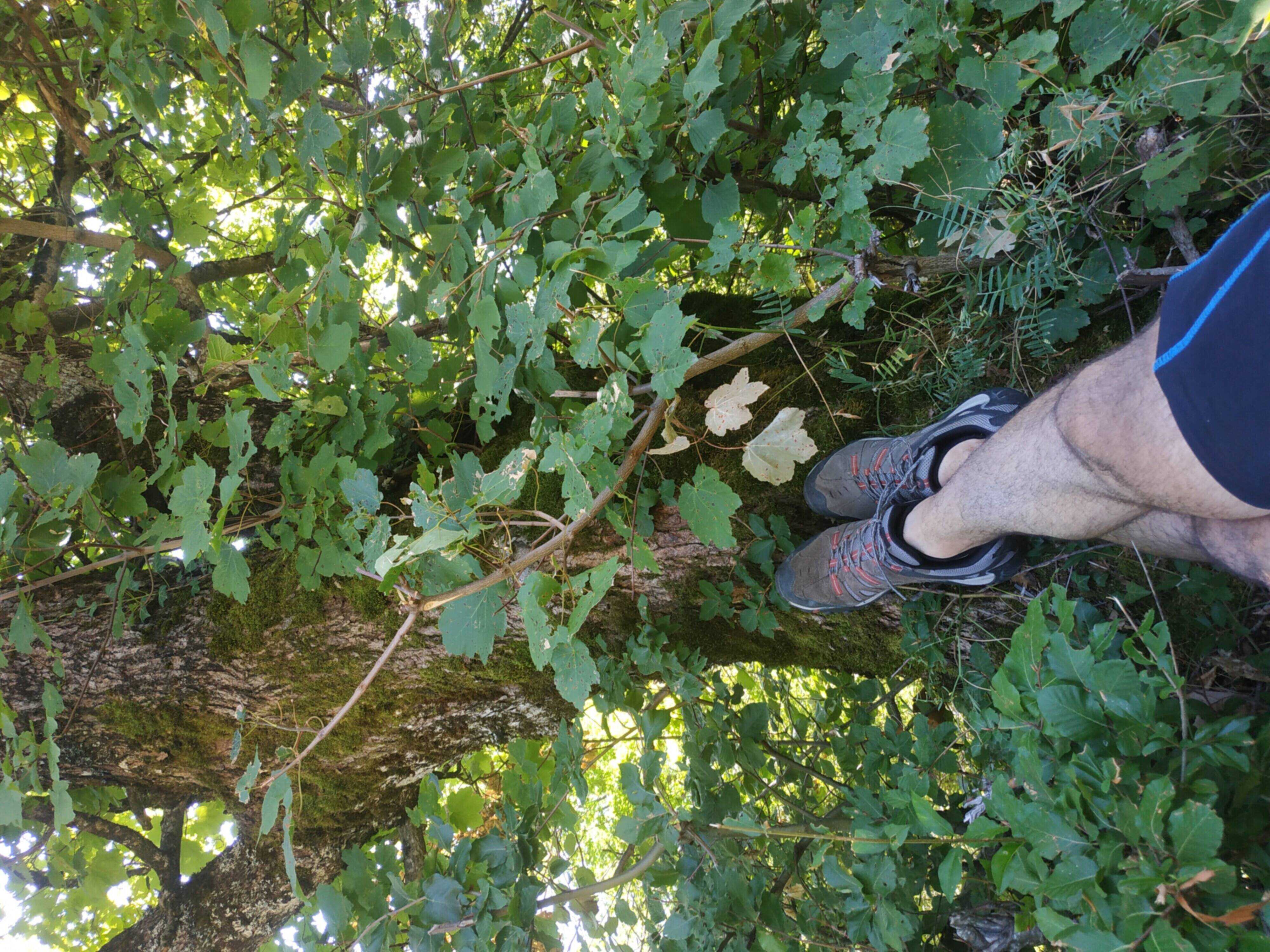 Resting under a tree, trying to forget about the climb